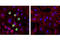 Lamin A/C antibody, 13448T, Cell Signaling Technology, Immunofluorescence image 