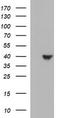 HAUS augmin-like complex subunit 7 antibody, TA507084, Origene, Western Blot image 