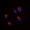 Tubulin Beta 3 Class III antibody, orb393042, Biorbyt, Immunofluorescence image 