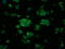 Serine Racemase antibody, GTX83568, GeneTex, Immunofluorescence image 