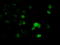 Deoxynucleotidyltransferase terminal-interacting protein 1 antibody, TA501170, Origene, Immunofluorescence image 