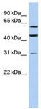 Ring Finger Protein 112 antibody, TA334755, Origene, Western Blot image 