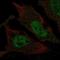 T Cell Leukemia Homeobox 3 antibody, HPA060957, Atlas Antibodies, Immunocytochemistry image 