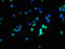 Oligodendrocytic Myelin Paranodal And Inner Loop Protein antibody, orb34843, Biorbyt, Immunofluorescence image 