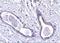 Abraxas 1, BRCA1 A Complex Subunit antibody, A32338, Boster Biological Technology, Immunohistochemistry frozen image 