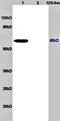 Solute Carrier Family 5 Member 5 antibody, orb11131, Biorbyt, Western Blot image 