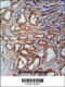  antibody, 64-096, ProSci, Immunohistochemistry frozen image 