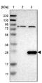 Ring Finger Protein 41 antibody, PA5-53495, Invitrogen Antibodies, Western Blot image 
