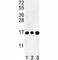 Histone Cluster 3 H3 antibody, F51429-0.4ML, NSJ Bioreagents, Western Blot image 