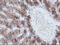 F-Box Protein 21 antibody, LS-C337582, Lifespan Biosciences, Immunohistochemistry frozen image 