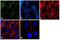 Claudin 16 antibody, 34-5400, Invitrogen Antibodies, Immunofluorescence image 