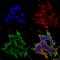ATF4 antibody, SMC-447D-RPE, StressMarq, Immunofluorescence image 