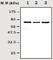 RIPK1 antibody, ab72139, Abcam, Western Blot image 