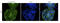 X-Linked Kx Blood Group antibody, orb100032, Biorbyt, Immunofluorescence image 