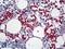 Red Blood Cells antibody, LS-B4777, Lifespan Biosciences, Immunohistochemistry frozen image 