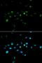 E3 ubiquitin-protein ligase TRIM63 antibody, LS-C332362, Lifespan Biosciences, Immunofluorescence image 