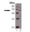 TAP Binding Protein antibody, LS-C63146, Lifespan Biosciences, Western Blot image 