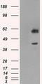 Protein phosphatase 1 regulatory subunit 7 antibody, TA500605, Origene, Western Blot image 