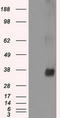 Serine/threonine-protein kinase Nek6 antibody, CF500545, Origene, Western Blot image 