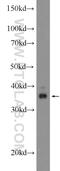 Class E basic helix-loop-helix protein 22 antibody, 25622-1-AP, Proteintech Group, Western Blot image 