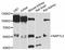 Nucleosome Assembly Protein 1 Like 2 antibody, abx126218, Abbexa, Western Blot image 