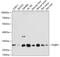Polyglutamine Binding Protein 1 antibody, 19-354, ProSci, Western Blot image 