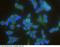 Tyrosine 3-Monooxygenase/Tryptophan 5-Monooxygenase Activation Protein Beta antibody, 10843-MM03, Sino Biological, Immunocytochemistry image 