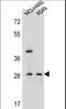 Spermatogenesis-associated serine-rich protein 1 antibody, LS-C161432, Lifespan Biosciences, Western Blot image 