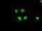 B-Raf Proto-Oncogene, Serine/Threonine Kinase antibody, TA500431, Origene, Immunofluorescence image 