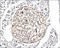 Islet Amyloid Polypeptide antibody, 250470, Abbiotec, Immunohistochemistry paraffin image 
