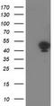 Tropomodulin-1 antibody, CF503174, Origene, Western Blot image 