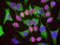 Lamin A/C antibody, NBP2-25153, Novus Biologicals, Immunofluorescence image 