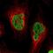 Proteasome activator complex subunit 3 antibody, NBP1-83063, Novus Biologicals, Immunofluorescence image 