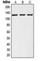 RAN Binding Protein 6 antibody, orb215125, Biorbyt, Western Blot image 