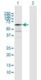 Nucleosome Assembly Protein 1 Like 2 antibody, H00004674-D01P, Novus Biologicals, Western Blot image 