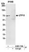 UTP15 Small Subunit Processome Component antibody, A305-119A, Bethyl Labs, Immunoprecipitation image 