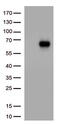 Interleukin-3 receptor subunit alpha antibody, CF813796, Origene, Western Blot image 