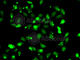 Complement C1s antibody, A6878, ABclonal Technology, Immunofluorescence image 