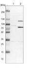 Spermatogenesis-associated protein 5 antibody, NBP1-89214, Novus Biologicals, Western Blot image 