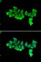 FKBP Prolyl Isomerase 4 antibody, orb167475, Biorbyt, Immunofluorescence image 
