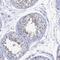 Protein FAM183B antibody, NBP2-33391, Novus Biologicals, Immunohistochemistry frozen image 