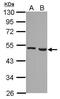 Ferredoxin Reductase antibody, PA5-28018, Invitrogen Antibodies, Western Blot image 