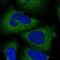Spermatogenesis-associated protein 5 antibody, NBP2-38302, Novus Biologicals, Immunocytochemistry image 