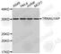 TRNA Selenocysteine 1 Associated Protein 1 antibody, A5986, ABclonal Technology, Western Blot image 