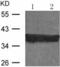 Synaptoporin antibody, TA323830, Origene, Western Blot image 