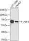 YTH N6-Methyladenosine RNA Binding Protein 3 antibody, GTX66026, GeneTex, Western Blot image 