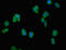 Proteasome Assembly Chaperone 1 antibody, orb401556, Biorbyt, Immunofluorescence image 