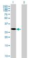 Chromosome 8 Open Reading Frame 33 antibody, H00065265-B01P, Novus Biologicals, Western Blot image 