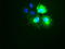 Keratin 18 antibody, TA500017, Origene, Immunofluorescence image 