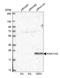 KIAA1143 antibody, HPA061799, Atlas Antibodies, Western Blot image 